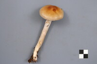 Cortinarius mucifluus image